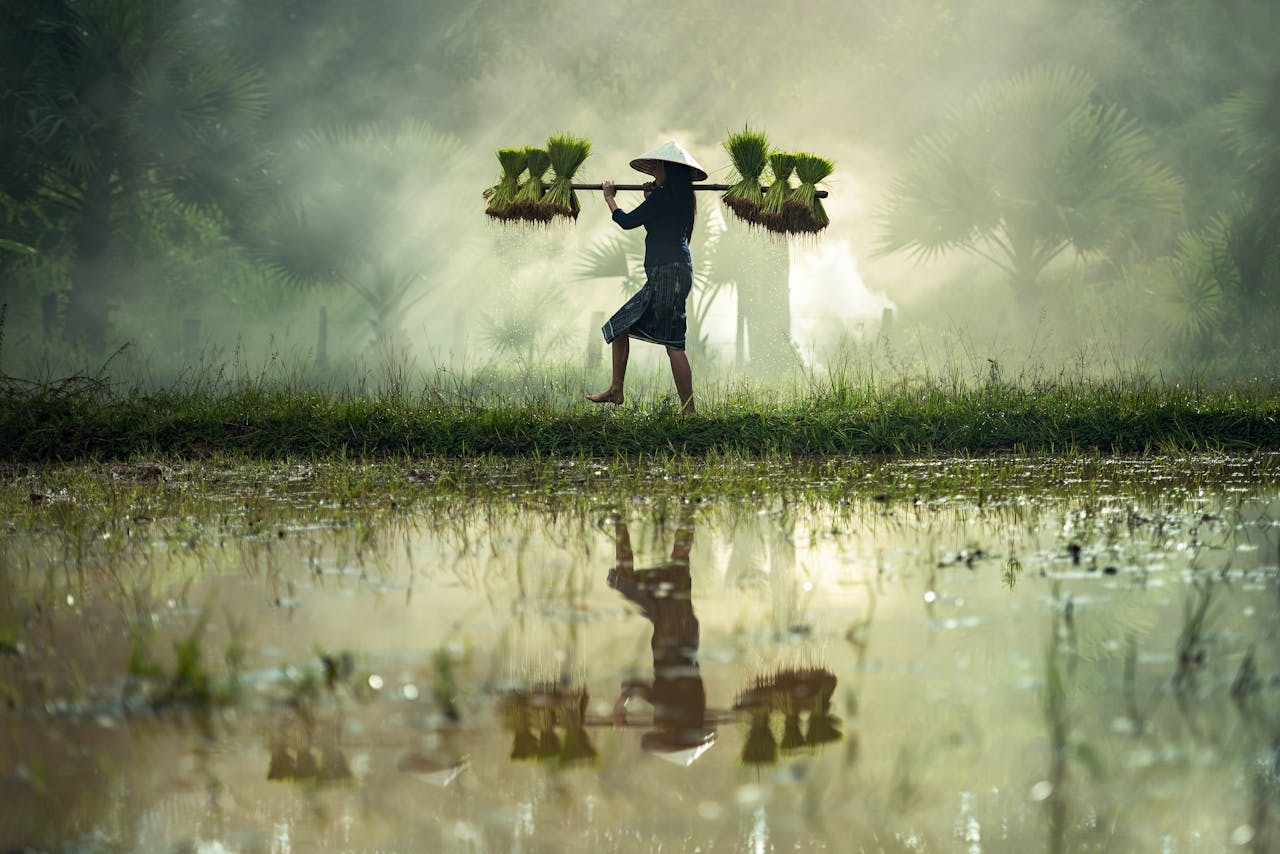 Farmer carrying rice seedlings across misty farmland early in the morning.